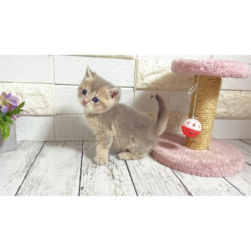 販売中の埼玉県のブリティッシュショートヘア-135200の13枚目