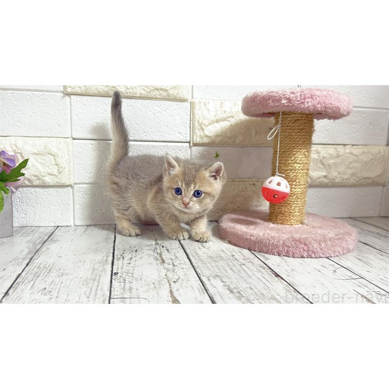 販売中の埼玉県のブリティッシュショートヘア-135200の12枚目