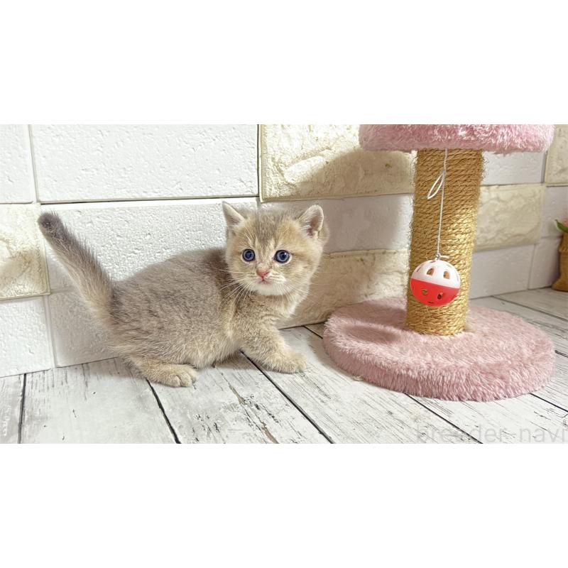 販売中の埼玉県のブリティッシュショートヘア-135200の11枚目