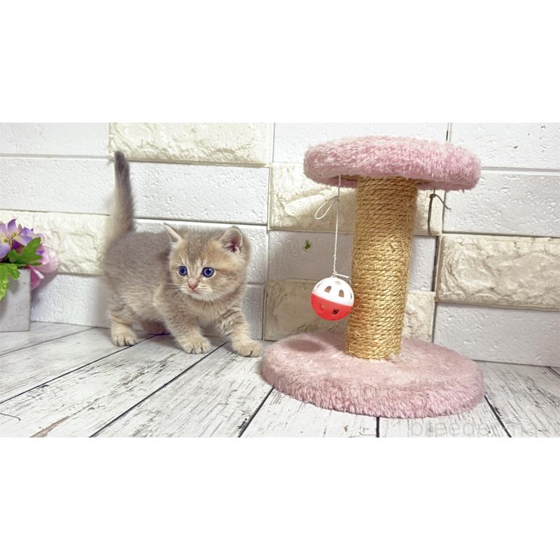 販売中の埼玉県のブリティッシュショートヘア-135200の10枚目