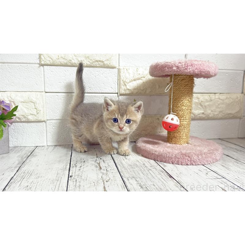 販売中の埼玉県のブリティッシュショートヘア-135200の9枚目