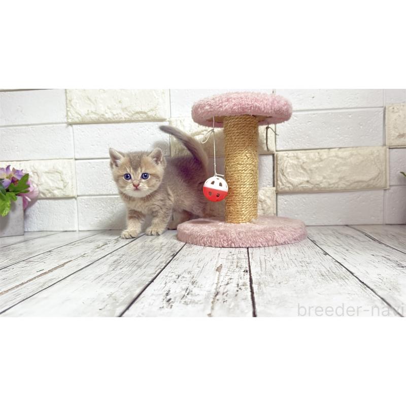 販売中の埼玉県のブリティッシュショートヘア-135200の6枚目