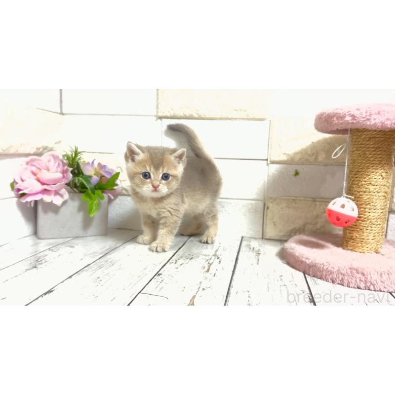 販売中の埼玉県のブリティッシュショートヘア-135200の5枚目