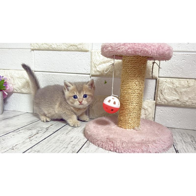 販売中の埼玉県のブリティッシュショートヘア-135200の4枚目