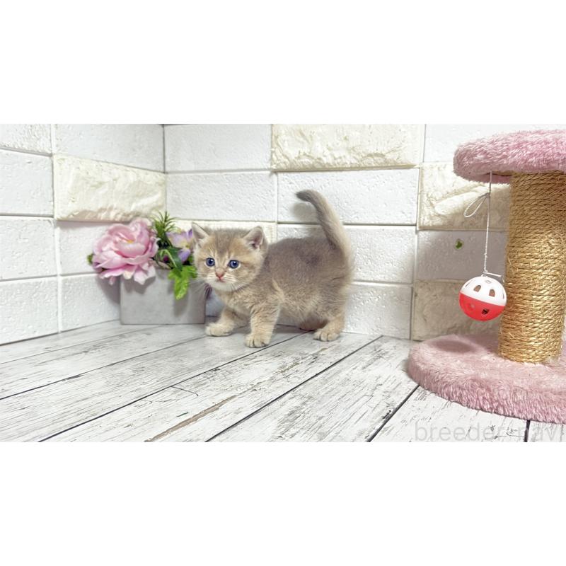 販売中の埼玉県のブリティッシュショートヘア-135200の3枚目