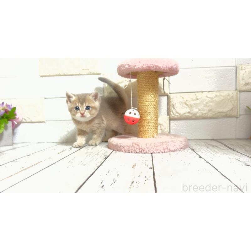 販売中の埼玉県のブリティッシュショートヘア-135200の2枚目