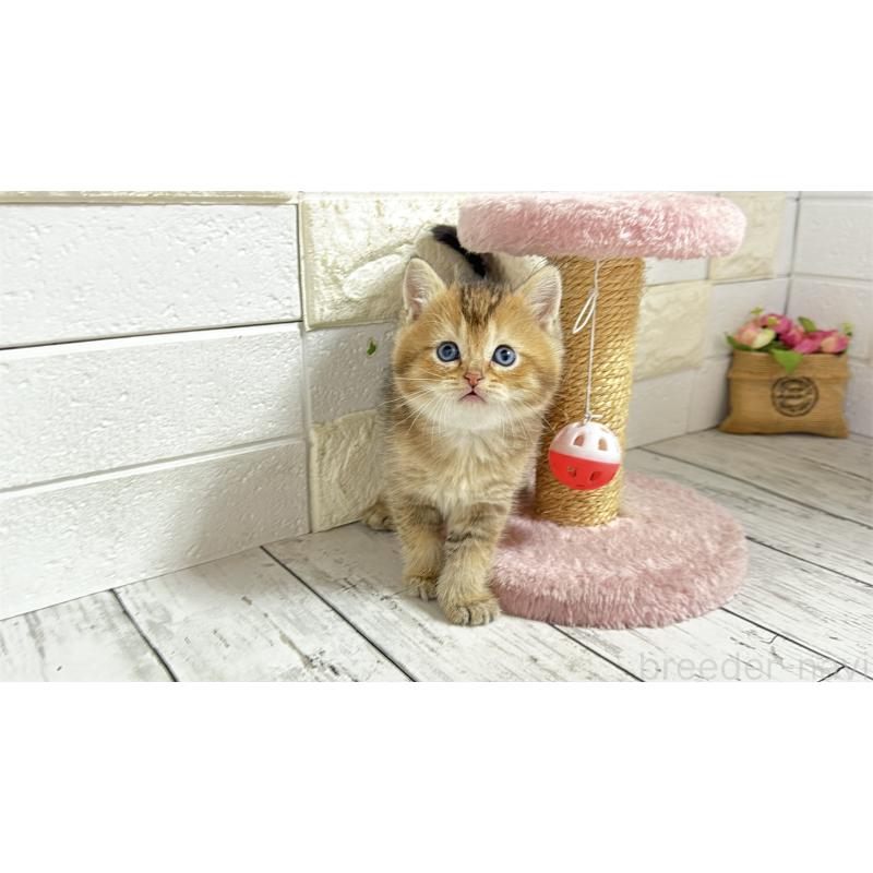 販売中の埼玉県のブリティッシュショートヘア-135201の1枚目