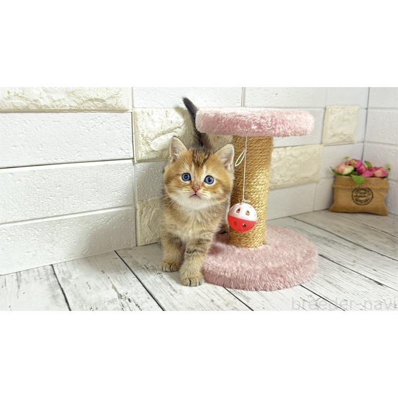 販売中の埼玉県のブリティッシュショートヘア-135201の13枚目