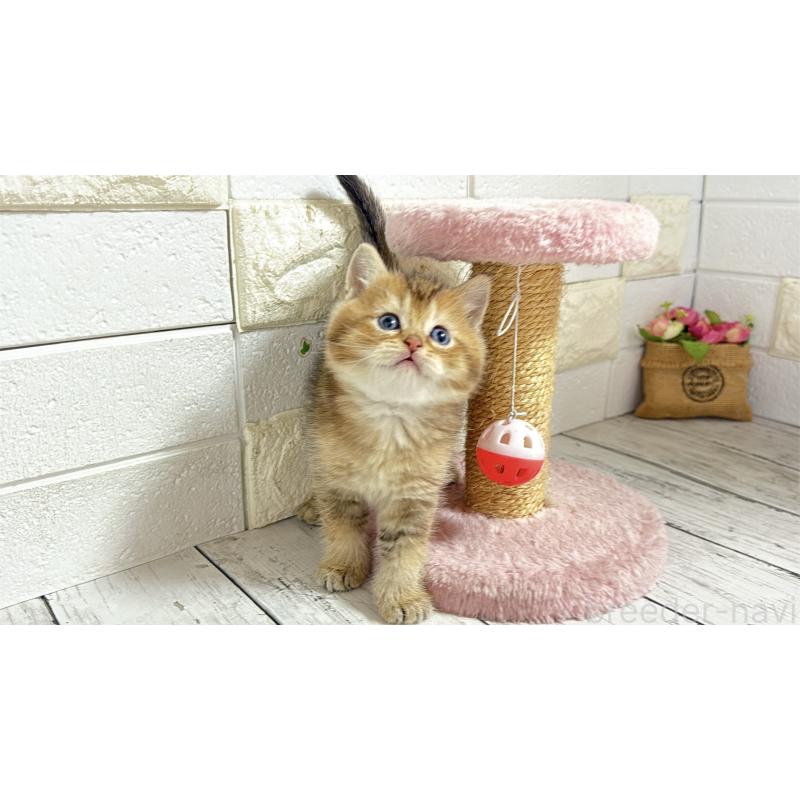 販売中の埼玉県のブリティッシュショートヘア-135201の11枚目