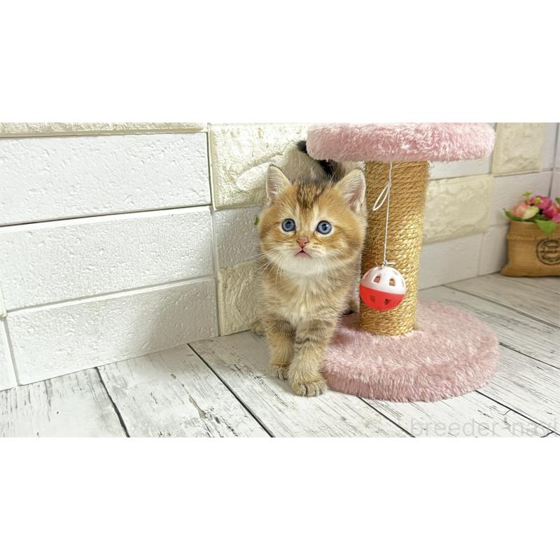 販売中の埼玉県のブリティッシュショートヘア-135201の10枚目