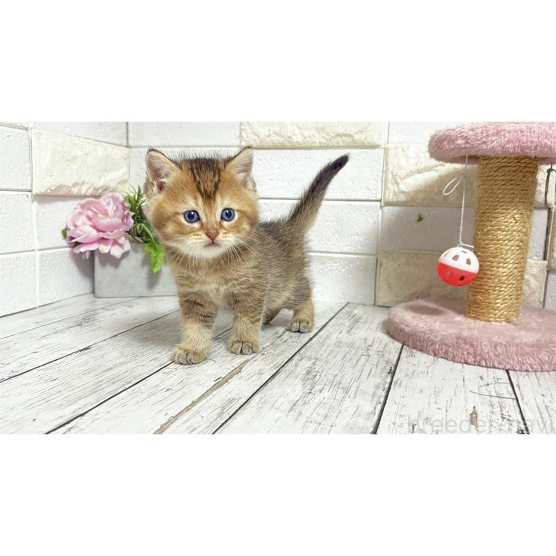 販売中の埼玉県のブリティッシュショートヘア-135201の9枚目