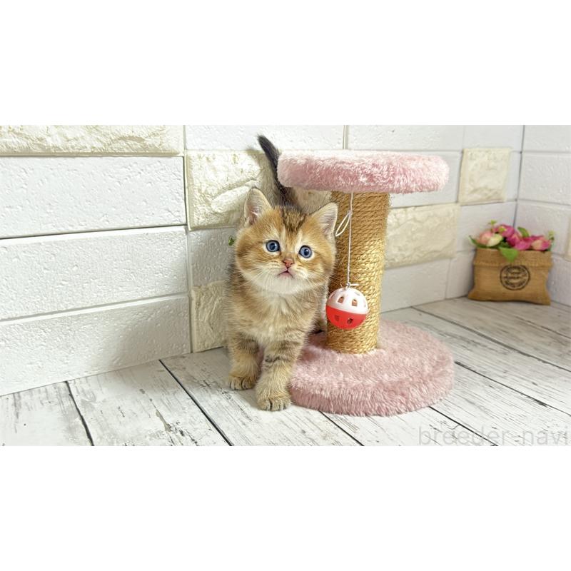 販売中の埼玉県のブリティッシュショートヘア-135201の8枚目