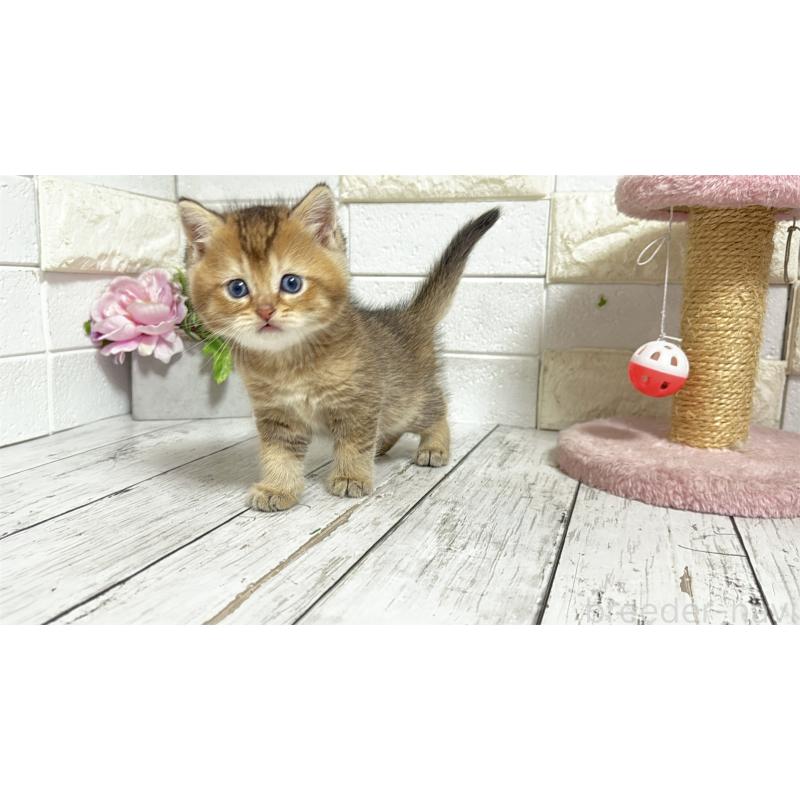 販売中の埼玉県のブリティッシュショートヘア-135201の7枚目