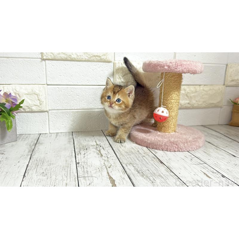 販売中の埼玉県のブリティッシュショートヘア-135201の6枚目