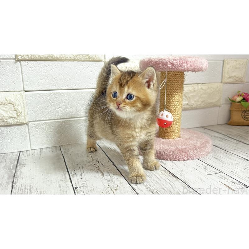 販売中の埼玉県のブリティッシュショートヘア-135201の5枚目