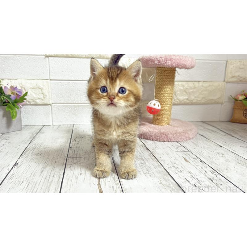 販売中の埼玉県のブリティッシュショートヘア-135201の4枚目