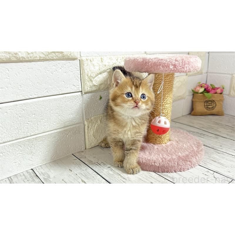 販売中の埼玉県のブリティッシュショートヘア-135201の2枚目