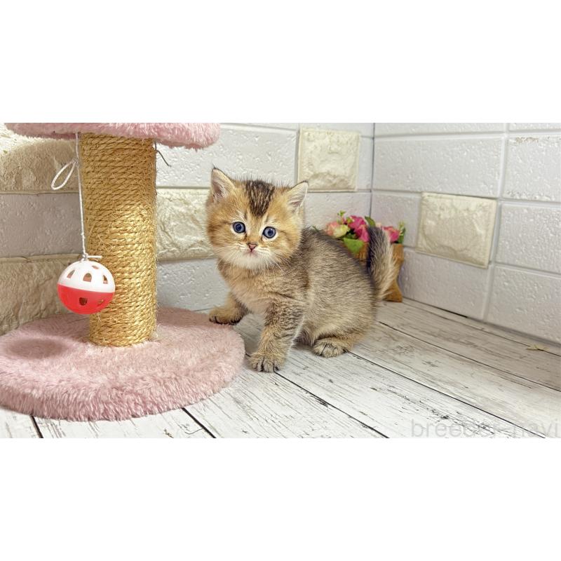 販売中の埼玉県のブリティッシュショートヘア-135202の1枚目