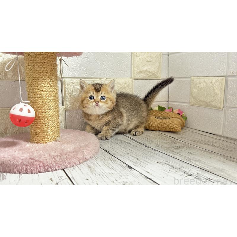 販売中の埼玉県のブリティッシュショートヘア-135202の12枚目