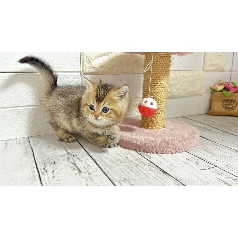 販売中の埼玉県のブリティッシュショートヘア-135202の11枚目