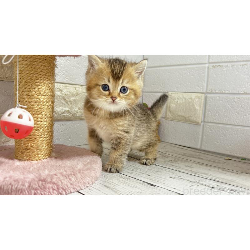 販売中の埼玉県のブリティッシュショートヘア-135202の10枚目