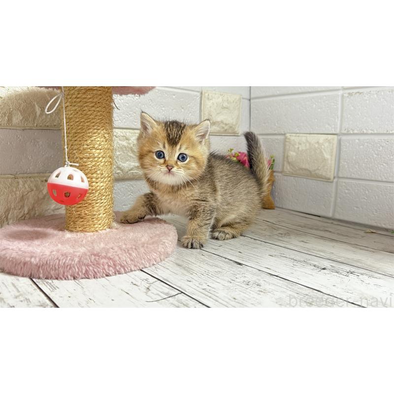 販売中の埼玉県のブリティッシュショートヘア-135202の9枚目