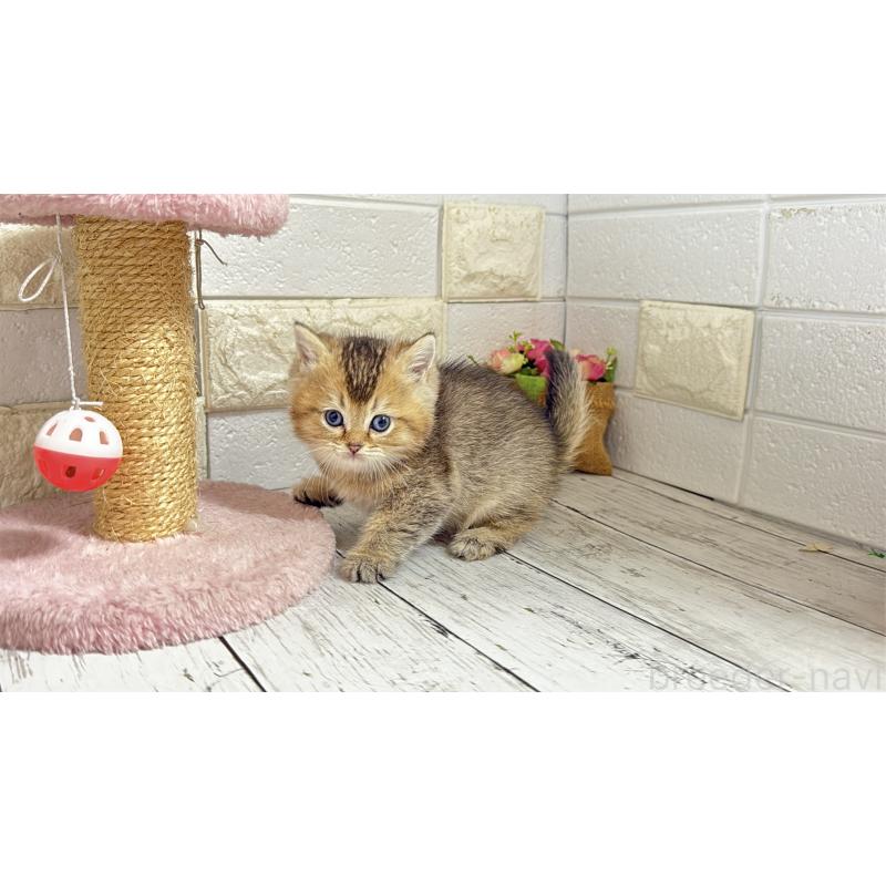 販売中の埼玉県のブリティッシュショートヘア-135202の8枚目