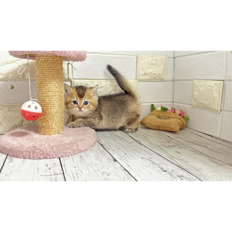 販売中の埼玉県のブリティッシュショートヘア-135202の7枚目