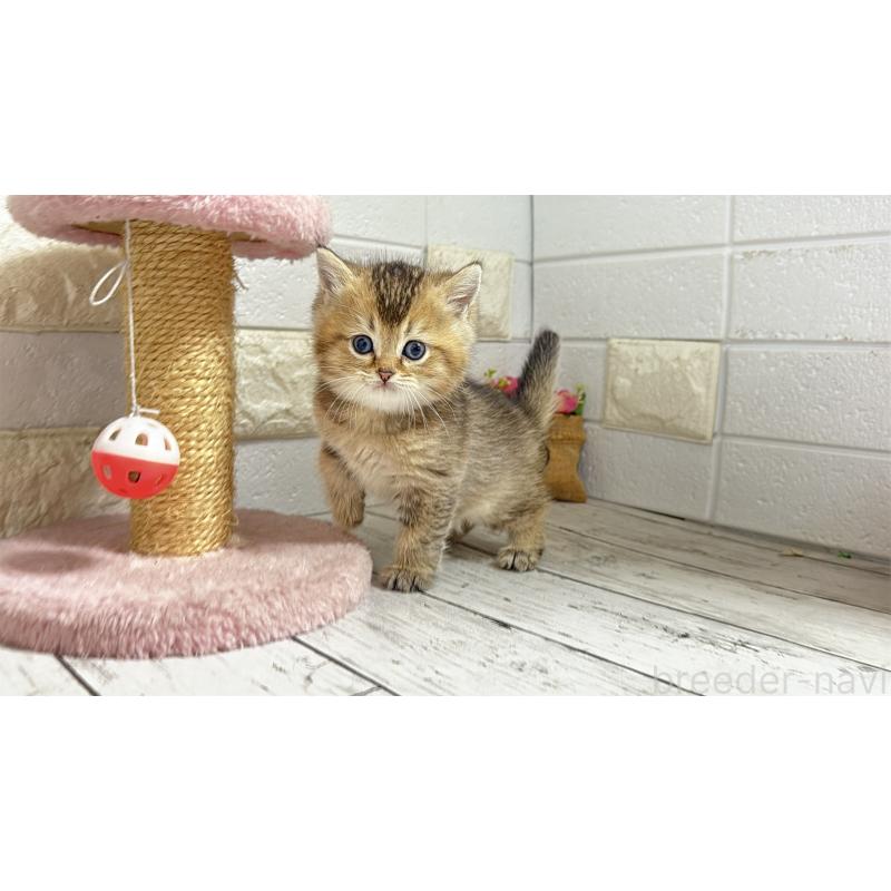 販売中の埼玉県のブリティッシュショートヘア-135202の6枚目