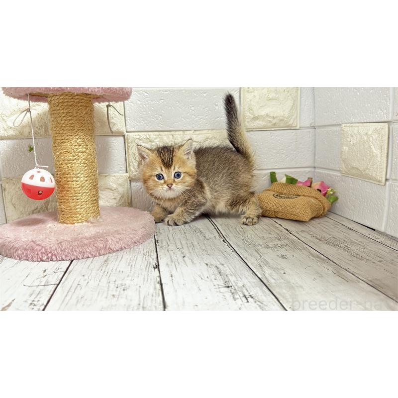 販売中の埼玉県のブリティッシュショートヘア-135202の5枚目