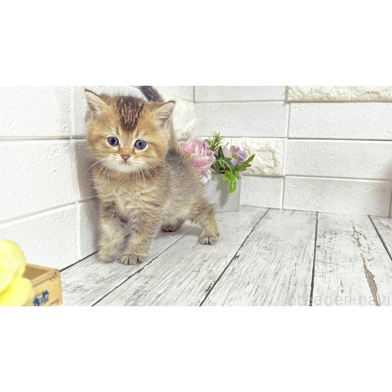 販売中の埼玉県のブリティッシュショートヘア-135202の4枚目