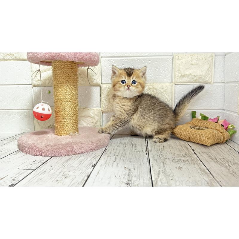 販売中の埼玉県のブリティッシュショートヘア-135202の3枚目