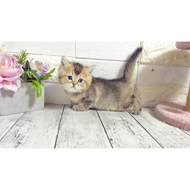 販売中の埼玉県のブリティッシュショートヘア-135202の2枚目