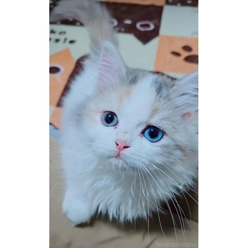 販売中の千葉県のミヌエット-130109の2枚目