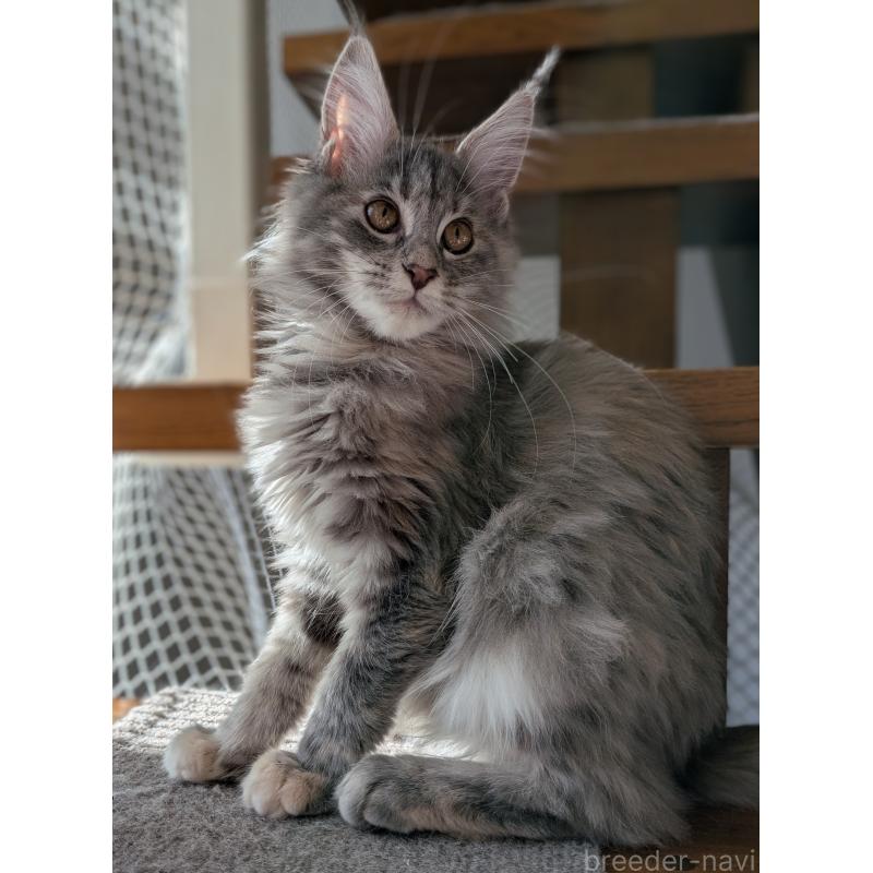 販売中の埼玉県のメインクーン-135207の3枚目