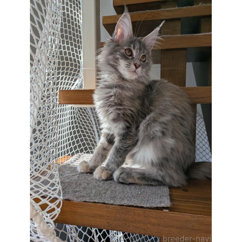 販売中の埼玉県のメインクーン-135207の2枚目