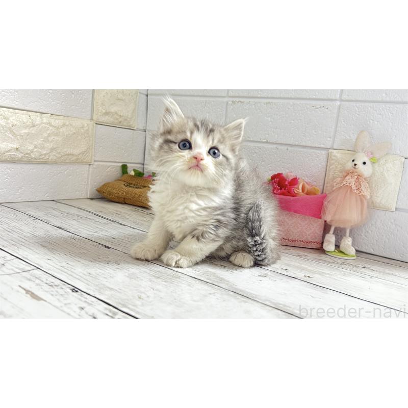 販売中の埼玉県のミヌエット-135203