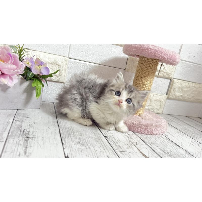 販売中の埼玉県のミヌエット-135203の13枚目