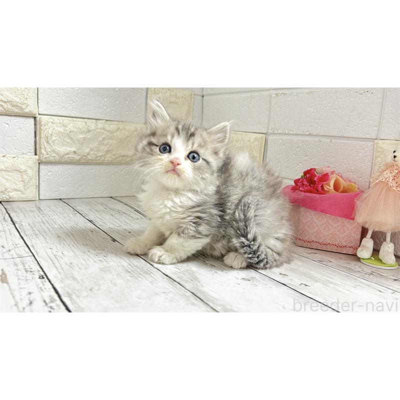 販売中の埼玉県のミヌエット-135203の12枚目