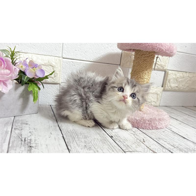 販売中の埼玉県のミヌエット-135203の11枚目