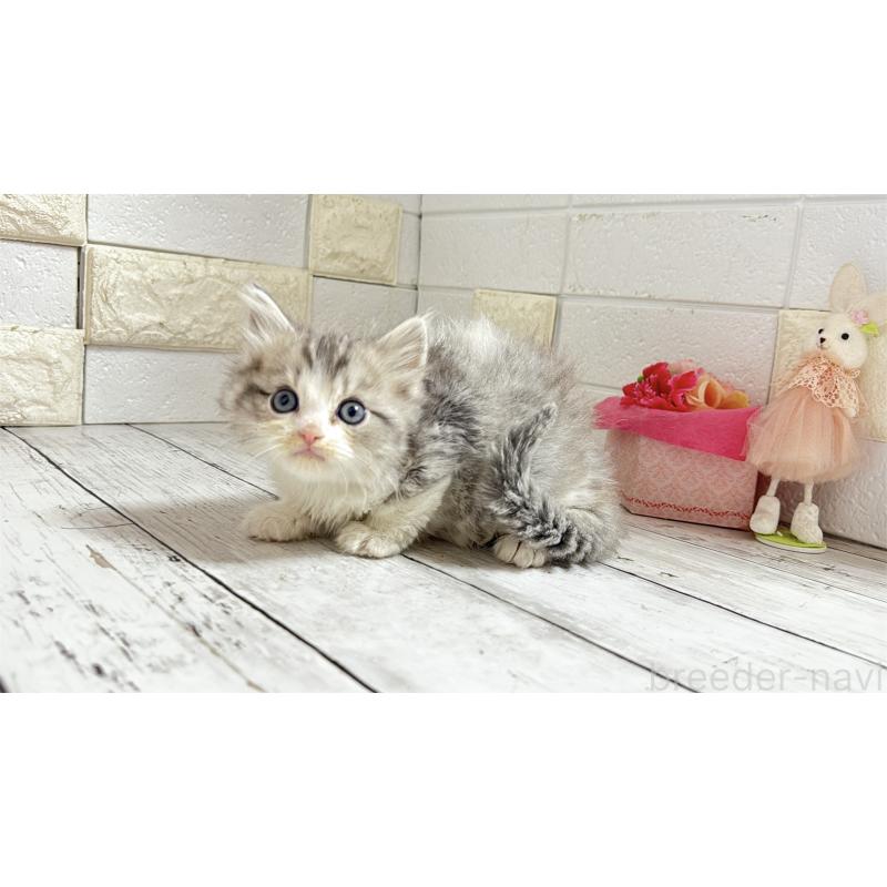 販売中の埼玉県のミヌエット-135203の10枚目