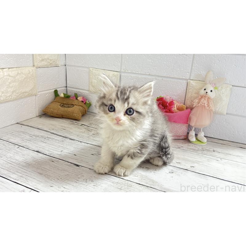 販売中の埼玉県のミヌエット-135203の9枚目