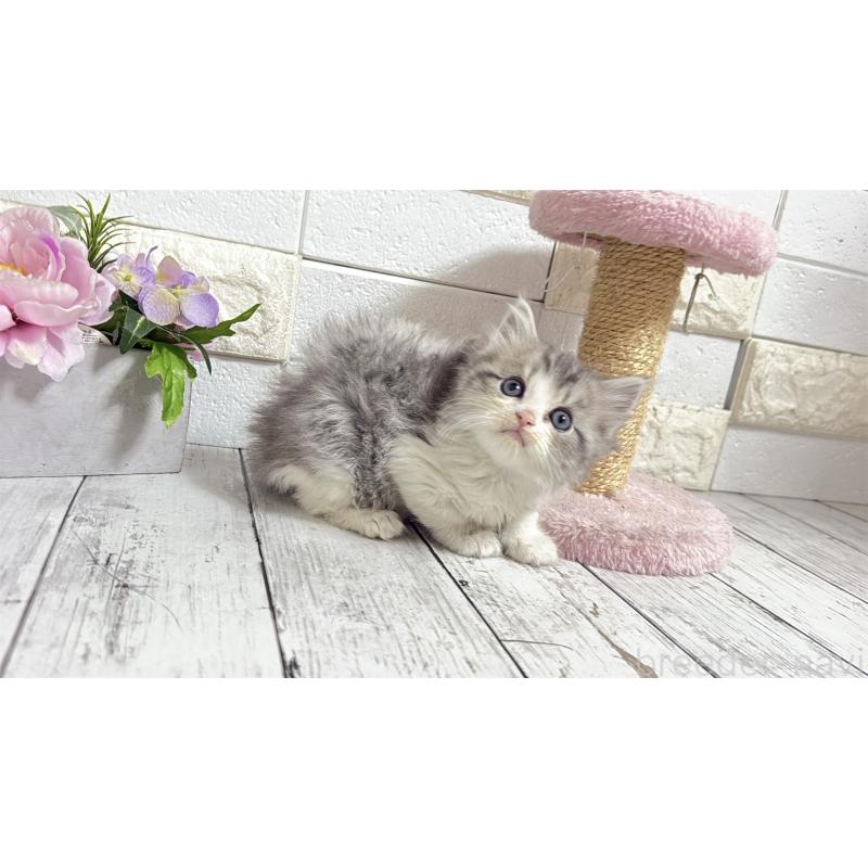 販売中の埼玉県のミヌエット-135203の8枚目