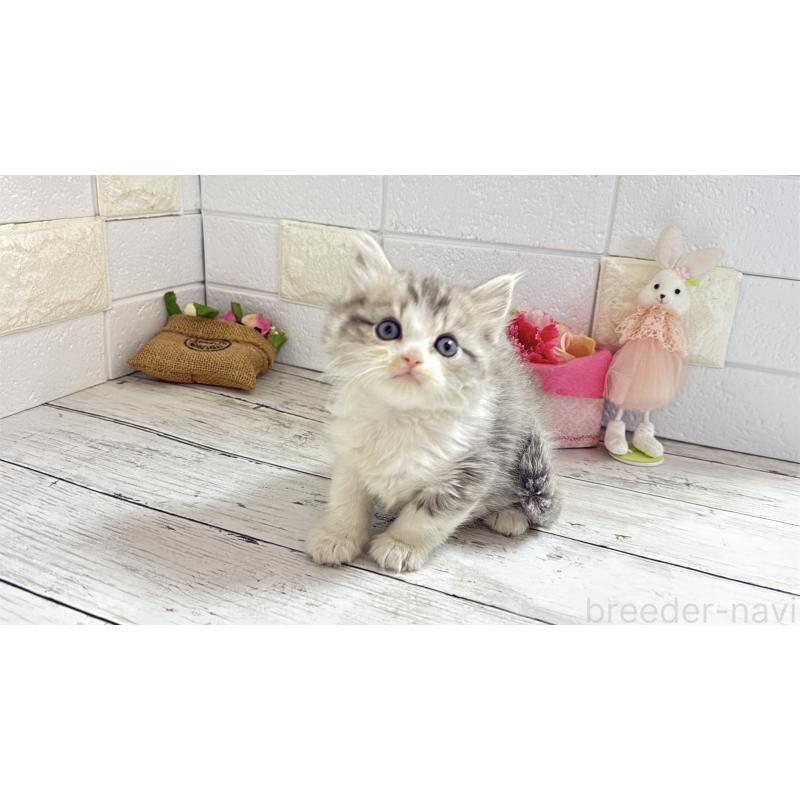 販売中の埼玉県のミヌエット-135203の7枚目