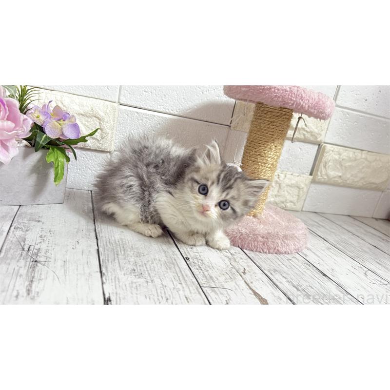 販売中の埼玉県のミヌエット-135203の6枚目