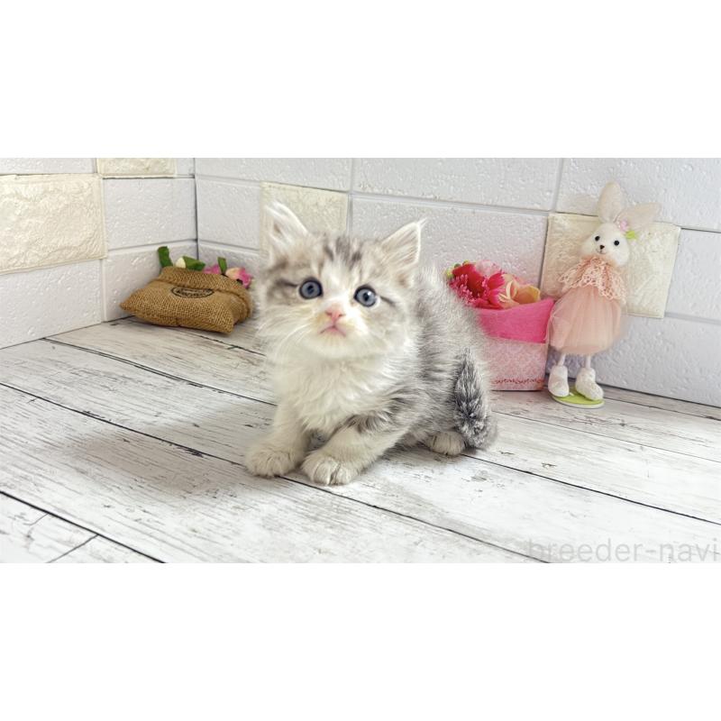 販売中の埼玉県のミヌエット-135203の5枚目