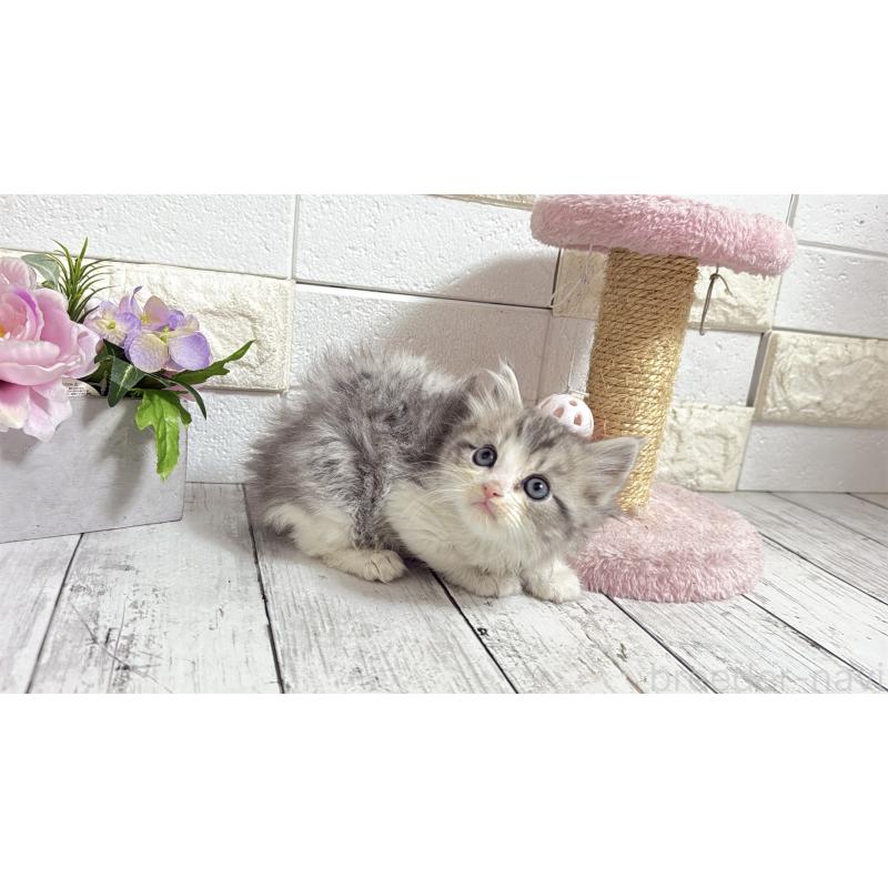 販売中の埼玉県のミヌエット-135203の4枚目