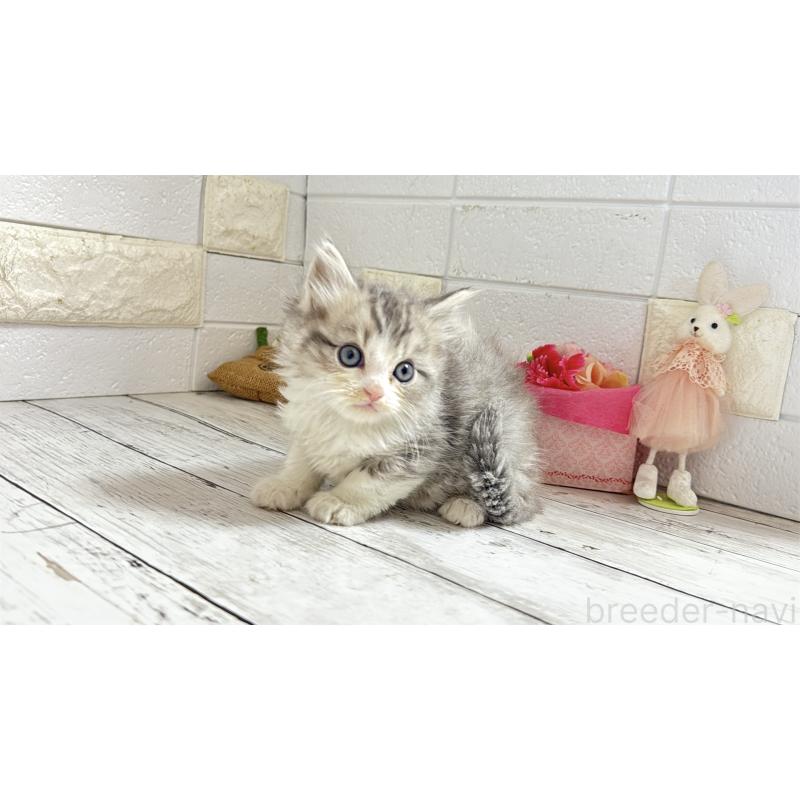 販売中の埼玉県のミヌエット-135203の3枚目