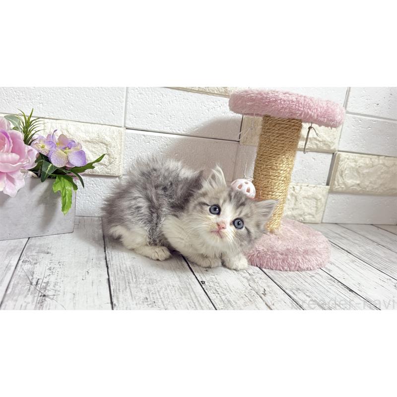 販売中の埼玉県のミヌエット-135203の2枚目