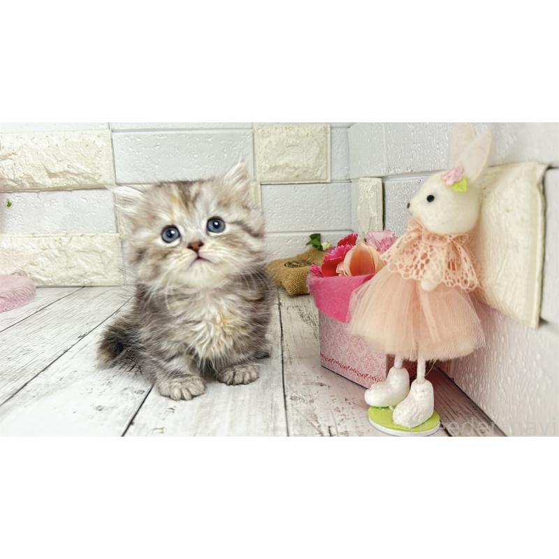 販売中の埼玉県のミヌエット(短足)-135204